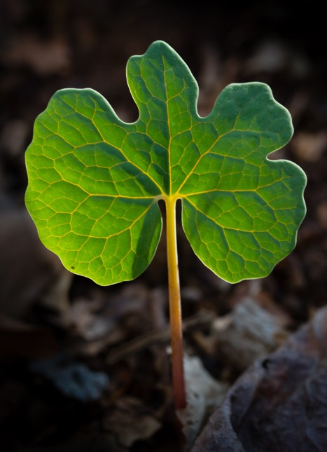 Bloodroot leaf backlit by morning sun