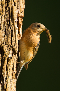 Bluebird at log nest box