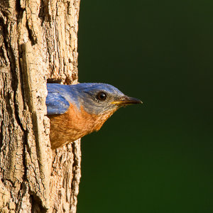 Bluebird at log nest box