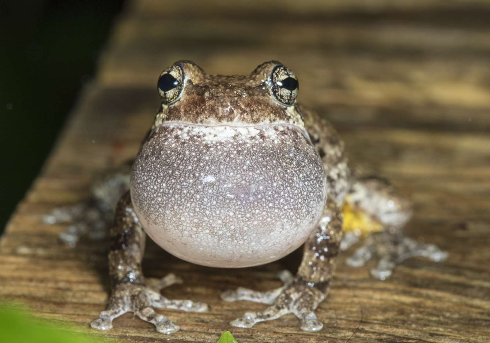 Cope's Gray Treefrog calling front view