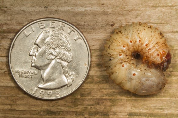 June Beetle grub