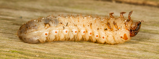 June Beetle grub