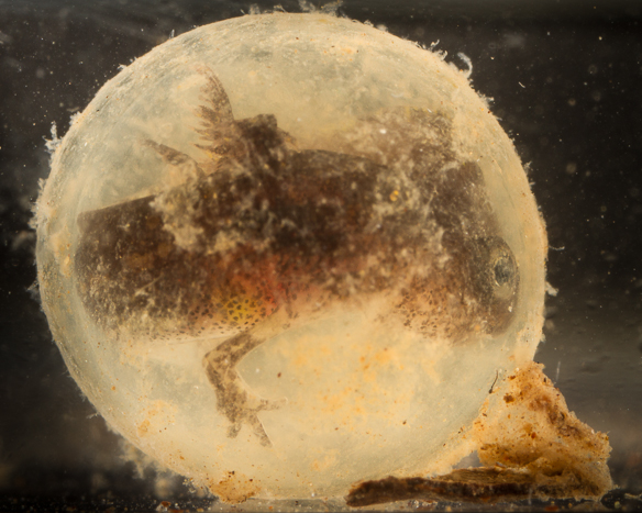 Marbled Salamander eggs