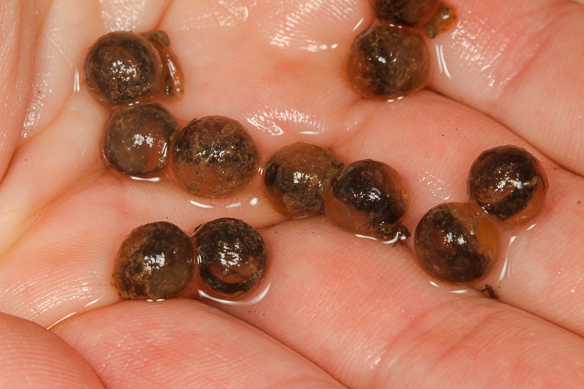 Marbled Salamander eggs