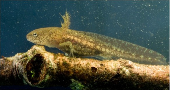 Marbled salamander larva