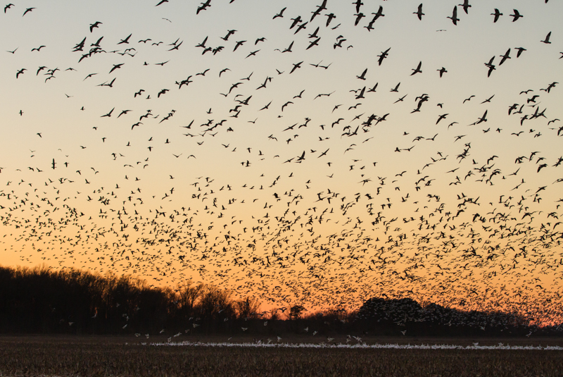 Snow Geese leaving field at sunset