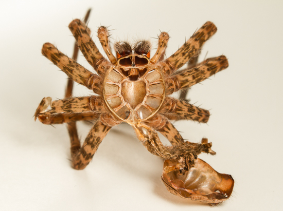 Spider shed - Dolomedes