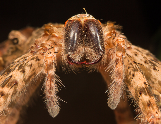 Spider shed - Dolomedes