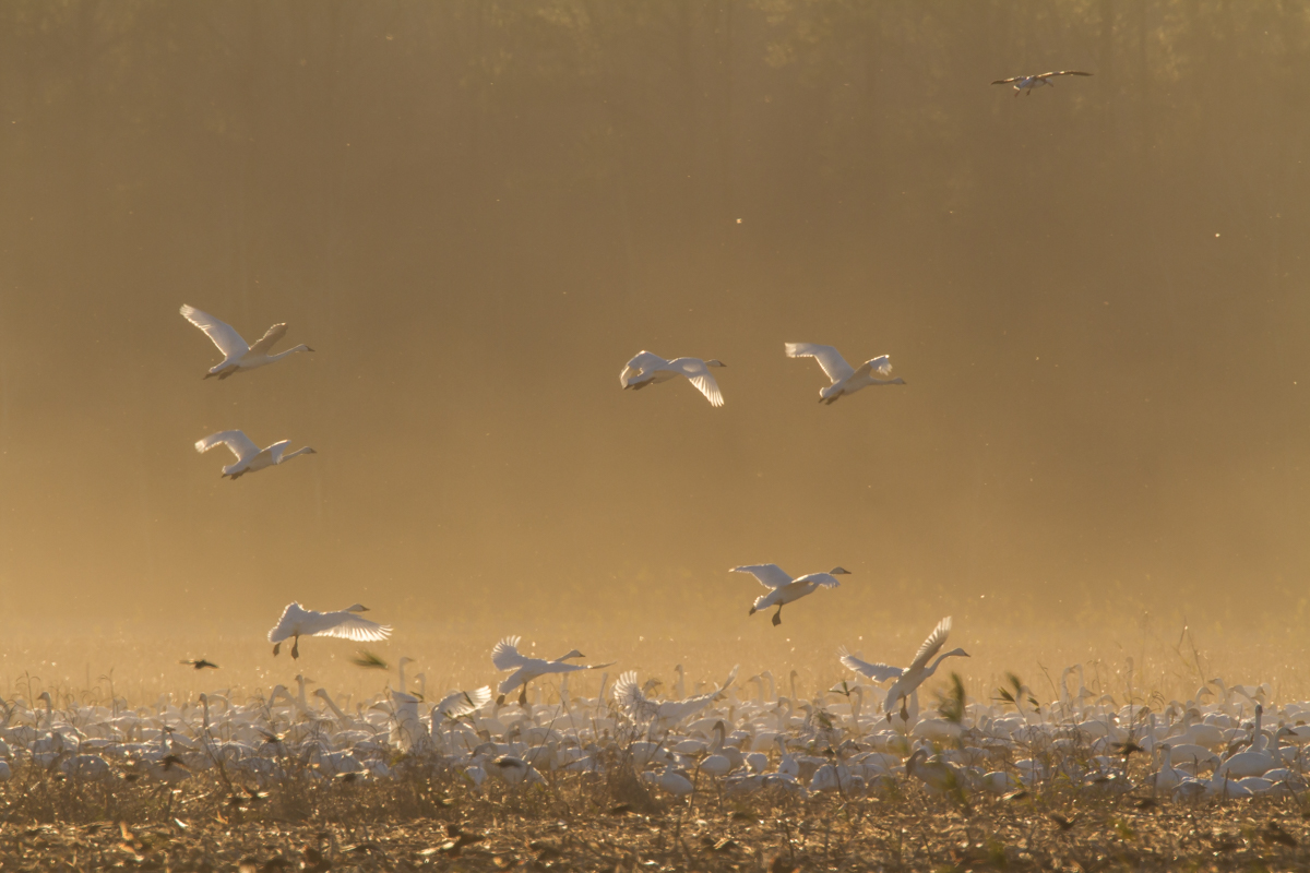 Swans in a dust cloud at sunset
