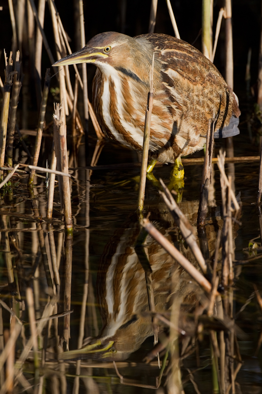 American Bittern