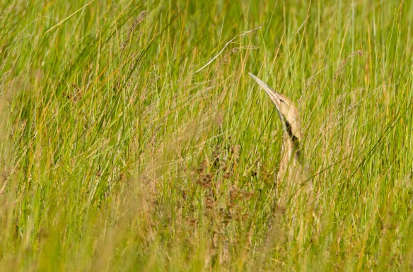 American Bittern
