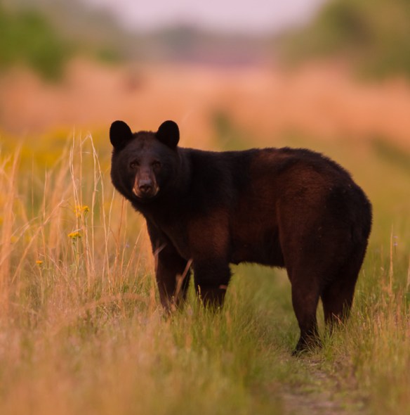 Black Bear after sunset