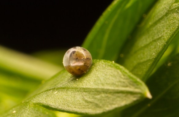 Black Swallowtail egg hatching