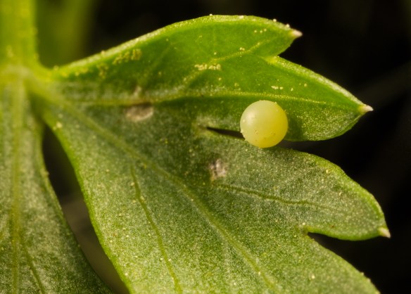 Black Swallowtail egg on parsley