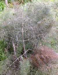 Bronze Fennel