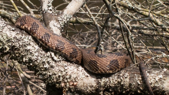 Brown Water Snake