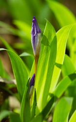 crested dwarf iris bud