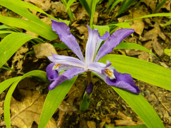 Crested dwarf iris flower