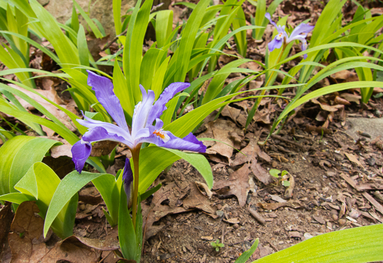 Crested dwarf iris patch