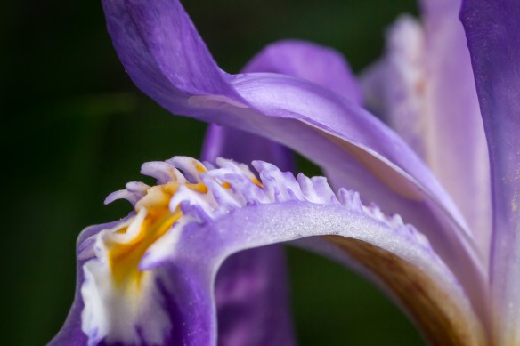 Crested dwarf iris style arm