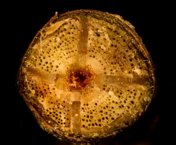 Crossvine cross-section