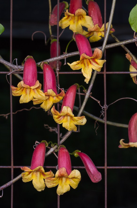 Crossvine flowers