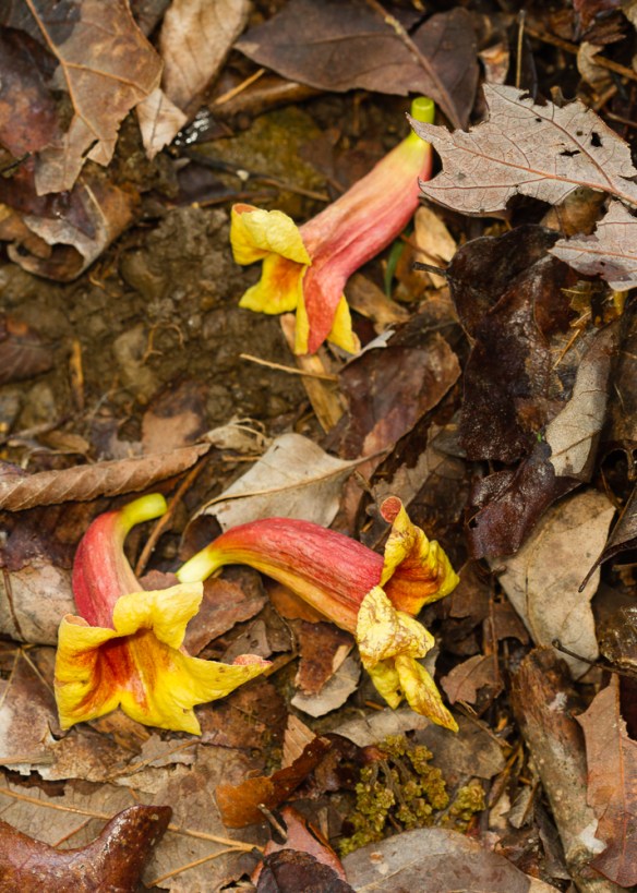 Crossvine flowers on ground beneath vine