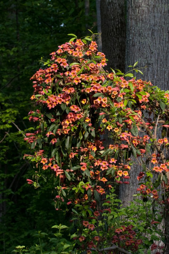 Crossvine planted on cedar snag