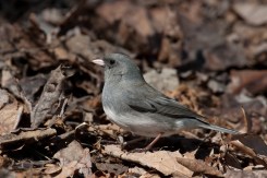Dark-eyed Junco