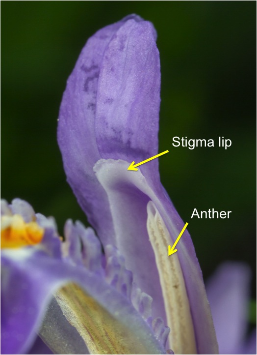 Dwarf Crested Iris flower parts