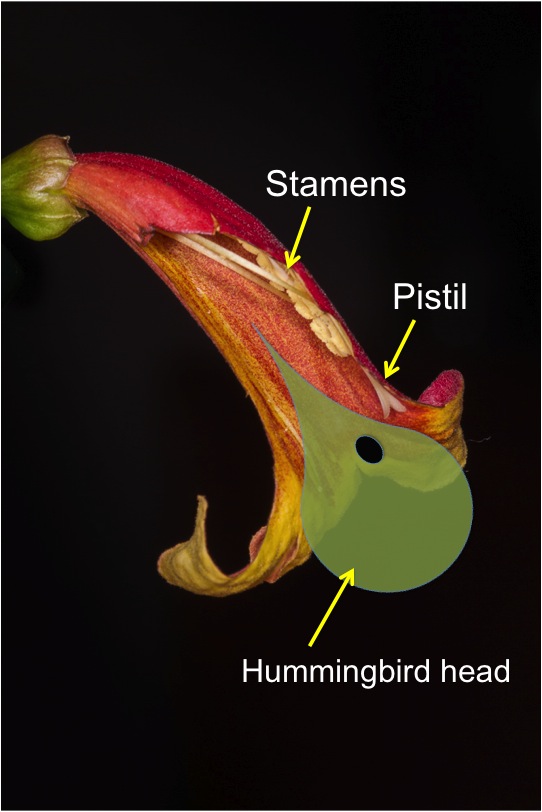 Flower showing pollination
