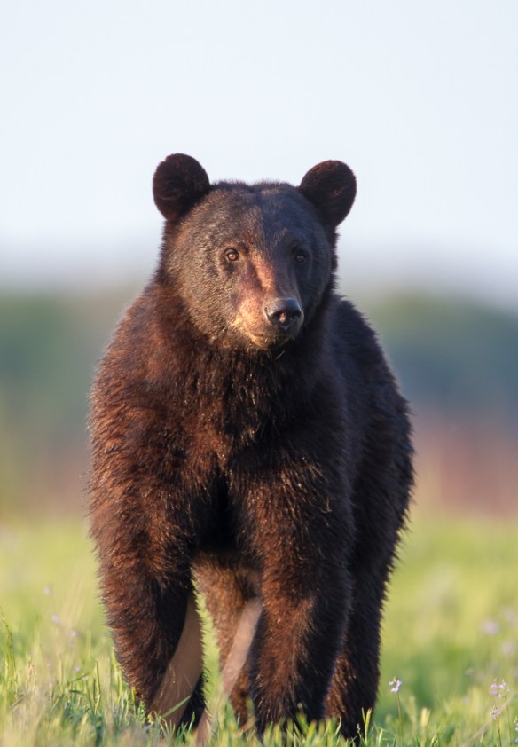 Last Black Bear of the evening