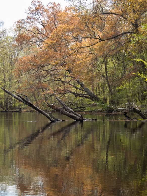 Leaf out along the Black River.