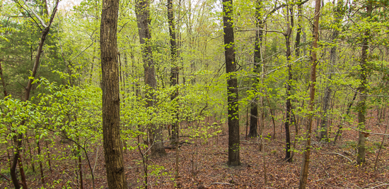 Leaf out scene in Piedmont woods