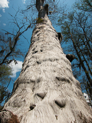 Looking up the trunk of one of the ancient ones.