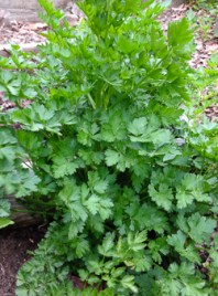 Parsley