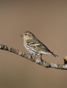 Pine Siskin