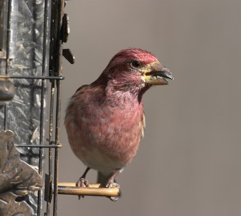 Purple Finch