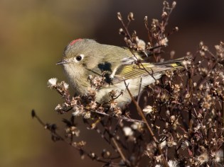 Ruby-crowned Kinglet