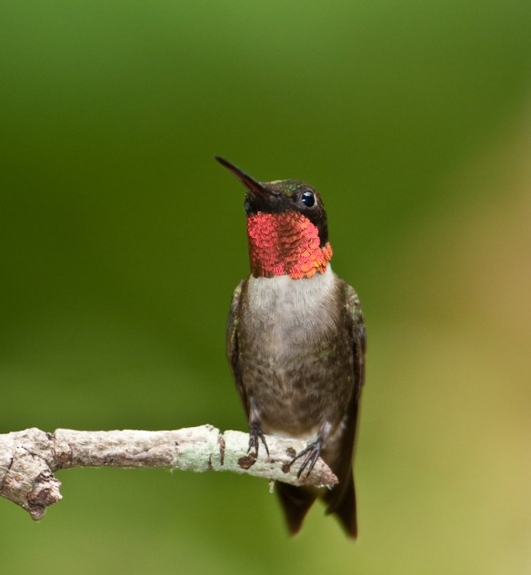 Ruby-throated Hummingbird-4