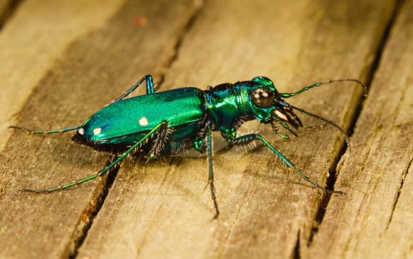 Six-spotted Tiger Beetle