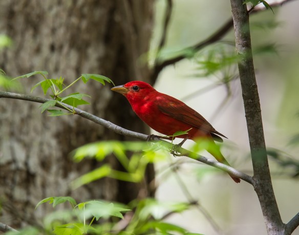 Summer Tanager