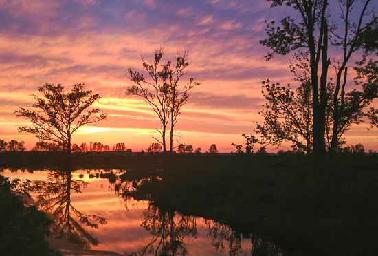 Sunset at Pocosin Lakes NWR