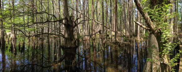 Swamp scene from Mattamuskeet boardwalk