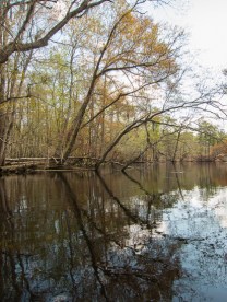 The Black River is wide in spots.
