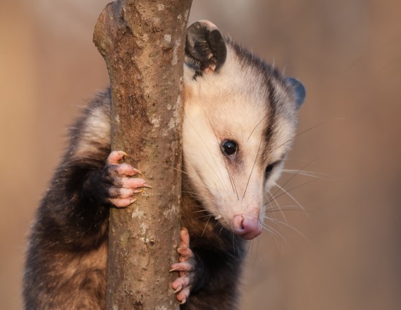 Virginia Opossum