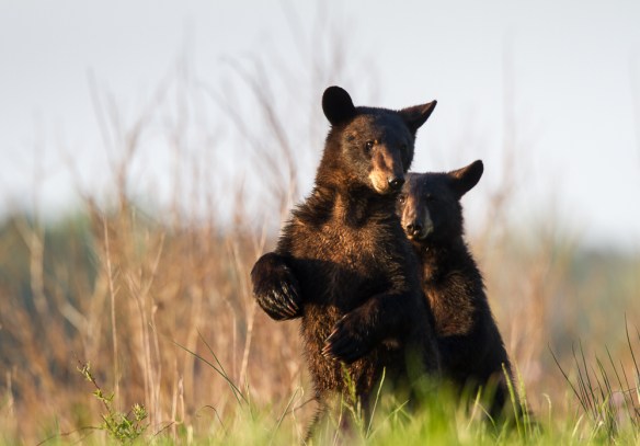 Young bears