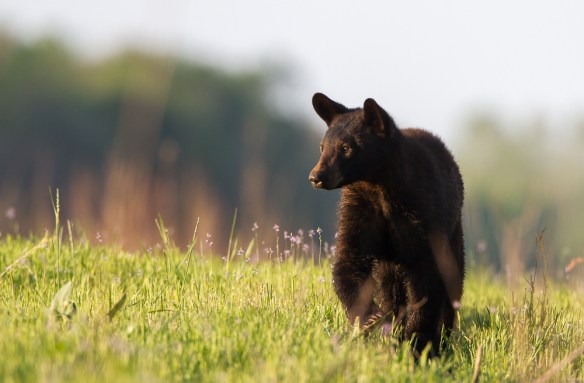 Young Black Bear walking on dike