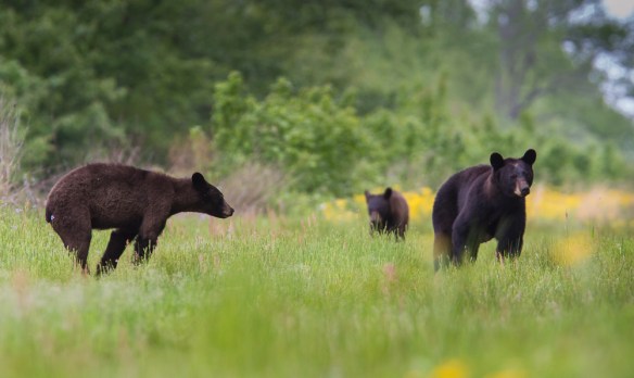 Black Bear sow and two yearlings