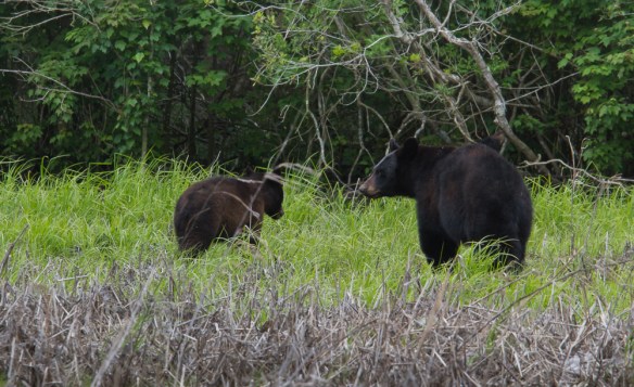 Black Bears in marsh